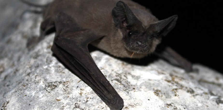 Salud recuerda las medidas de prevenci�n para la rabia